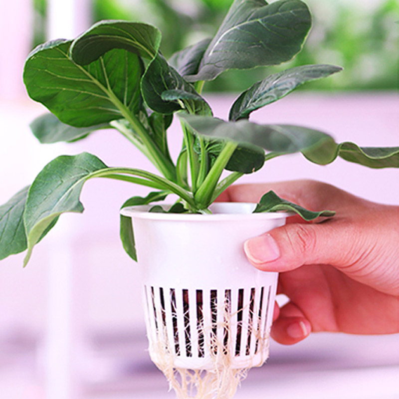 ydroponic Planting System Smar - đánh giá và giá Smart Home Diy